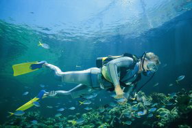 Kirra Reef Dive Site - South Australia Travel 0