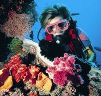 Nine Mile Reef Dive Site - South Australia Travel