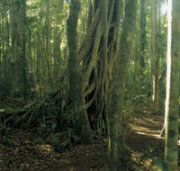 Lamington National Park Binna Burra Section - South Australia Travel