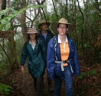 Mount Cougal Springbrook National Park - South Australia Travel