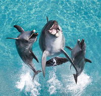 Sea World - South Australia Travel