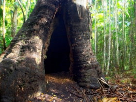 Tewantin National Park - South Australia Travel 0