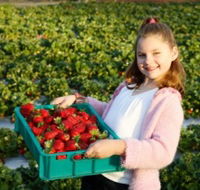 Strawberry Fields - South Australia Travel