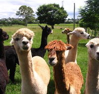 Banyandah Alpacas - South Australia Travel