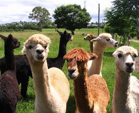 Banyandah Alpacas - South Australia Travel 0