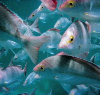 Wolf Rock Dive Site - South Australia Travel