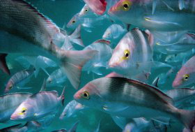 Wolf Rock Dive Site - South Australia Travel 0