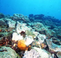 Mudjimba Old Woman Island Dive Site - South Australia Travel