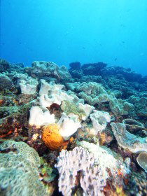 Mudjimba (Old Woman) Island Dive Site - South Australia Travel 0