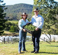 Hinterland Feijoas - South Australia Travel
