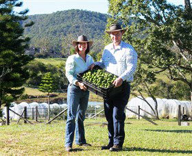 Hinterland Feijoas - South Australia Travel 0