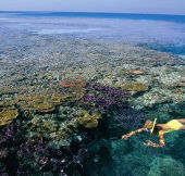 Split Bommie Dive Site - South Australia Travel