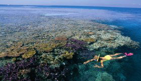 Split Bommie Dive Site - South Australia Travel 0