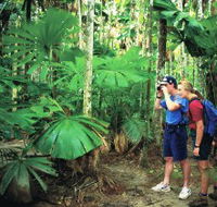 Mount Sorrow Ridge Trail Daintree National Park - South Australia Travel