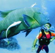 Turtle Bay Dive Site - South Australia Travel