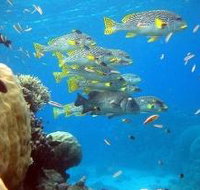 Coral Gardens Dive Site Flynn Reef - South Australia Travel