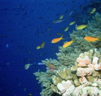 The Three Sisters Dive Site - South Australia Travel
