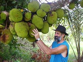 Cape Trib Exotic Fruit Farm - South Australia Travel 0