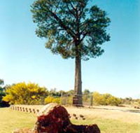Robbers Tree - South Australia Travel