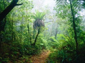 Lamington National Park, Green Mountains Section - South Australia Travel 0
