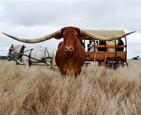 Texas Longhorn Wagon Tours And Safaris - South Australia Travel 0