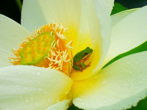 Brisbane Botanic Gardens Mount Coot-tha - South Australia Travel 7