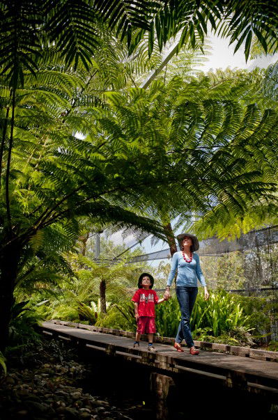 Brisbane Botanic Gardens Mount Coot-tha - South Australia Travel 8