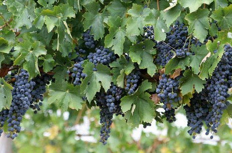 South Burnett Wine Trail - South Australia Travel 0