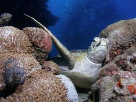 Light House Bommie Dive Site - South Australia Travel 0