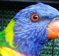 Fraser Coast Wildlife Sanctuary - South Australia Travel