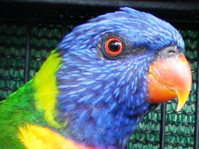 Fraser Coast Wildlife Sanctuary - South Australia Travel 0