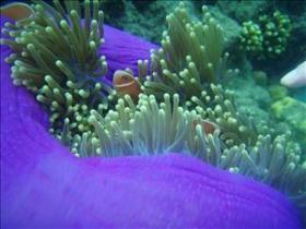 The Lady Bowen Dive Site - South Australia Travel 0