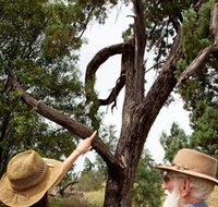 Charleville - Outback Native Timber Walk - South Australia Travel