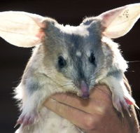 Charleville - Bilby Experience - South Australia Travel