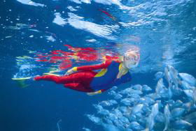 Outer Rocks Dive Site - South Australia Travel 0
