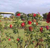 Elizabeth Park Rose Gardens - South Australia Travel