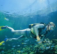 Manta Ray Bommie Dive Site - South Australia Travel