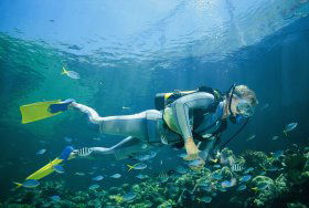 Manta Ray Bommie Dive Site - South Australia Travel 0