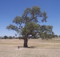 Historic Coolabah Tree - South Australia Travel