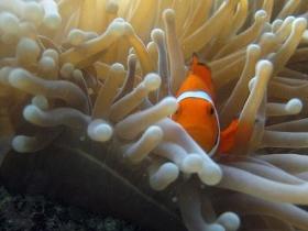 Flat Rock Dive Site - South Australia Travel 0