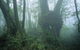 West Canungra Creek Circuit - thumb 0