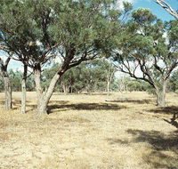 Forest Den National Park - South Australia Travel