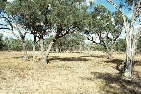 Forest Den National Park - South Australia Travel 0
