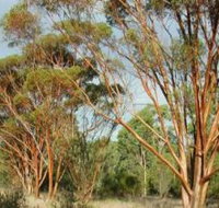 Myall Park Botanic Garden - South Australia Travel