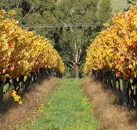 Wild Dog Winery  Restaurant - South Australia Travel
