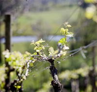 Elan Vineyard and Winery - South Australia Travel