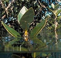 Jawbone Marine Sanctuary - South Australia Travel