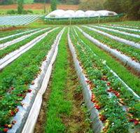 Kookaberry Strawberry Farm - South Australia Travel