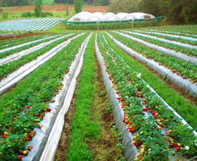 Kookaberry Strawberry Farm - South Australia Travel 0