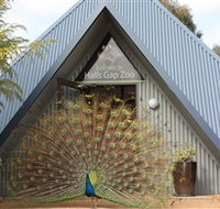 Halls Gap Zoo - South Australia Travel